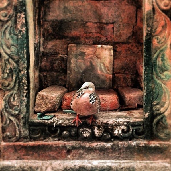 A dove in the local shrine in Bali