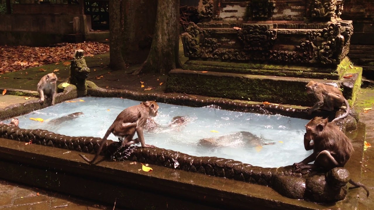 Funny monkeys swimming in their Playboy Mansion in Bali
