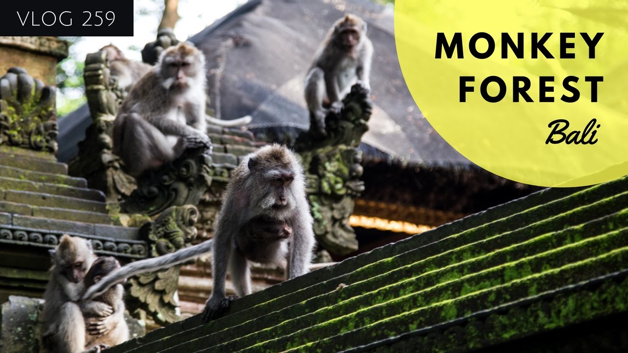 MONKEY FOREST BALI – FIREDANCE – UBUD BALI 2017 -Travel Vlog Indonesia