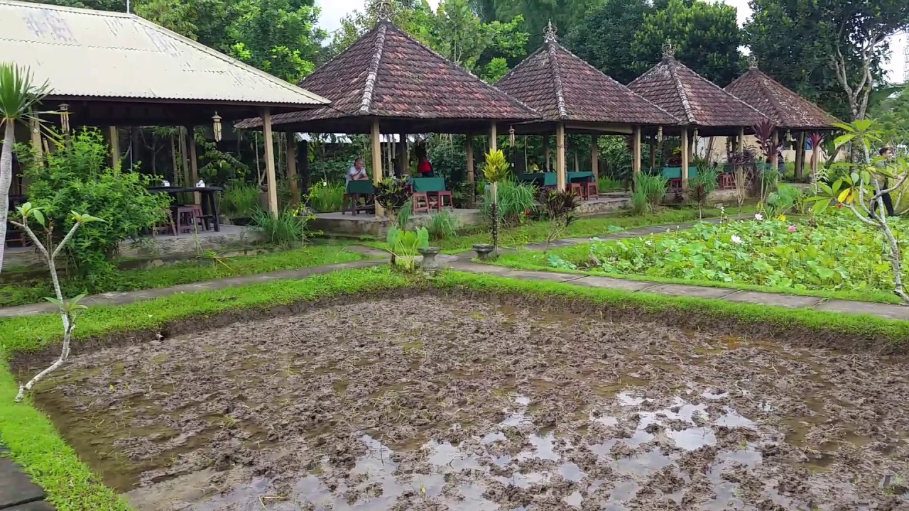 Rice Fields at Restaurant Pangkon Bali Near Manukaya Ubud, Bali, Indonesia
